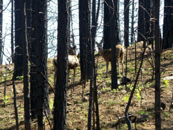 deer in a beautiful burned forest, Wild Nature Institute