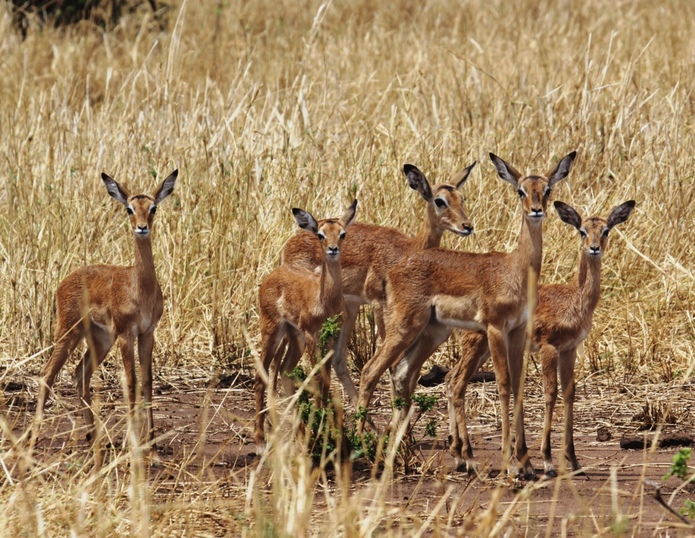 Wet baby impalas after a downpour, Wild Nature Institute