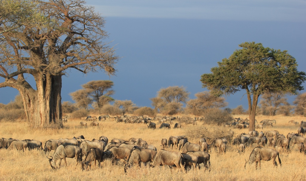 Tarangire wildebeest migration, Wild Nature Institute