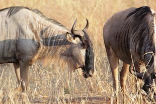 Tarangire wildebeest migration, Wild Nature Institute