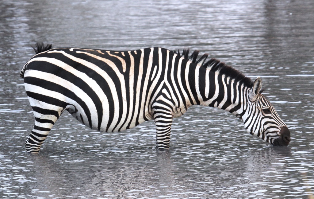 Tarangire zebra migration, Wild Nature Institute
