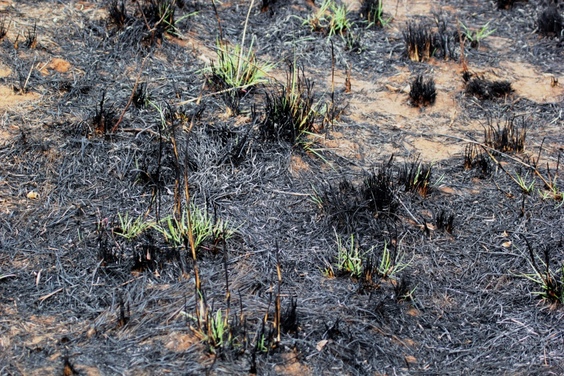 burned grass regrowing, Wild Nature Institute