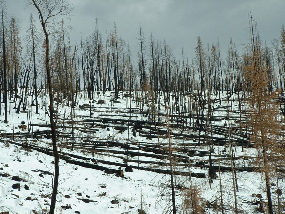 Post-fire logging