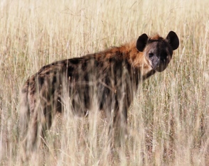 spotted hyena, Wild Nature Institute