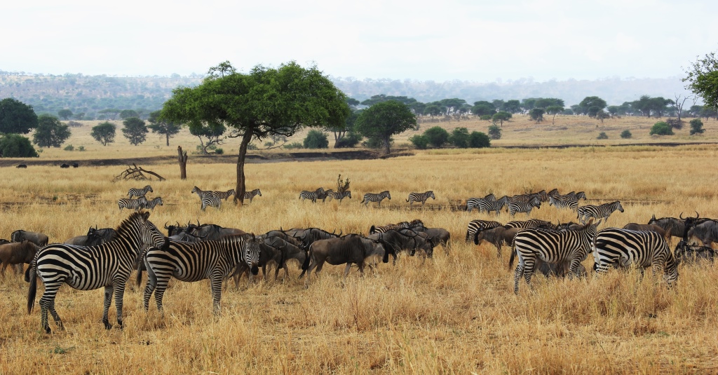 Burchell's zebras and eastern white-bearded wildebeests in Tarangire National Park, Wild Nature Institute