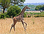 Picture of giraffe calf, Wild Nature Institute