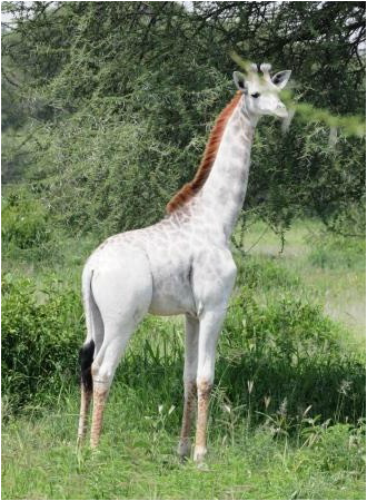 Omo the White Giraffe of Tarangire, Wild Nature Institute