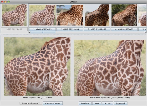Masai giraffe pattern recognition, Wild Nature Institute
