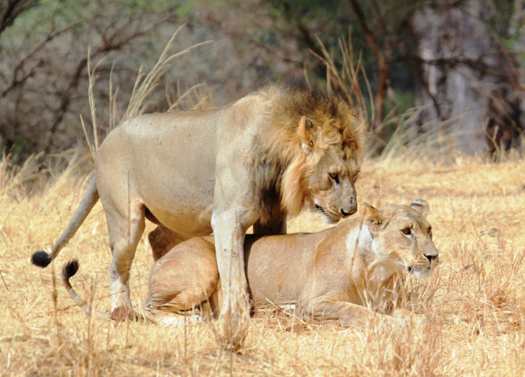 Mating African Lions, Wild Nature Institute