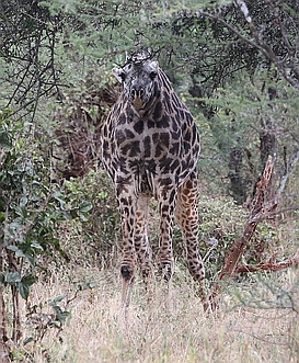 Apparently Neckless Giraffe seen by Wild Nature Institute Scientists
