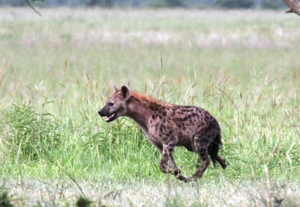 spotted hyena, Wild Nature Institute