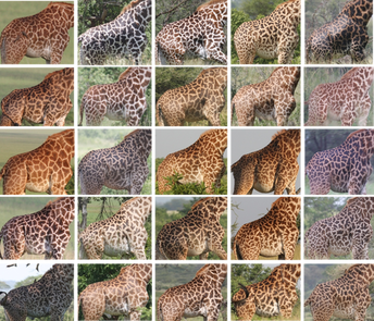 Masai giraffe fur patterns used to identify individuals in Wild Nature Institute research