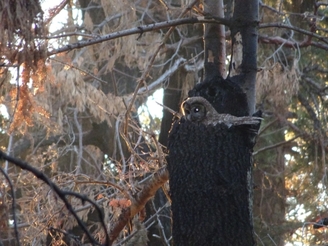 Spotted Owl Nesting in severly-burned forest, San Bernardino Mountains