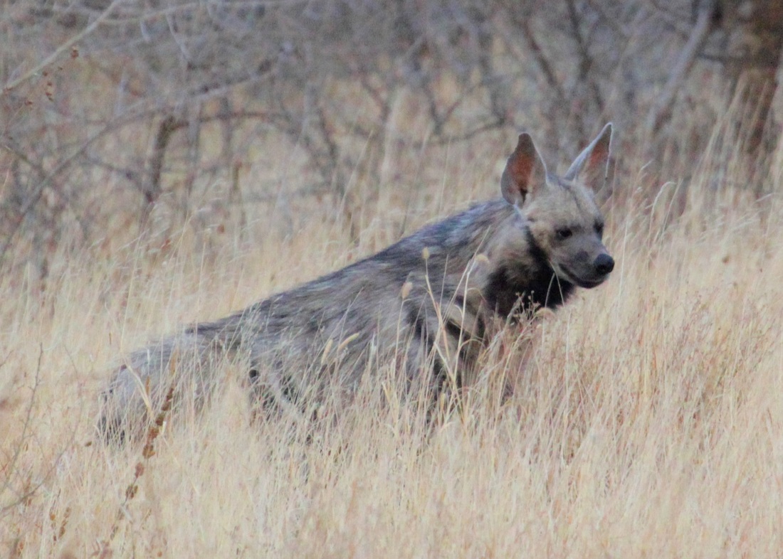 Striped hyena, Wild Nature Institute