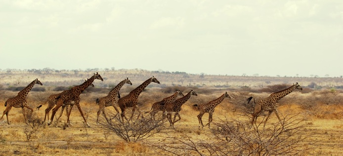 Masai giraffe, Wild Nature Institute