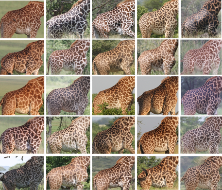 Masai giraffe spot patterns used by Wild Nature Institute to identify individuals for demographic research