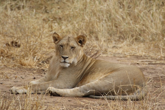 African Lion, Wild Nature institute