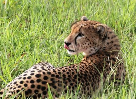 cheetah, Wild Nature Institute