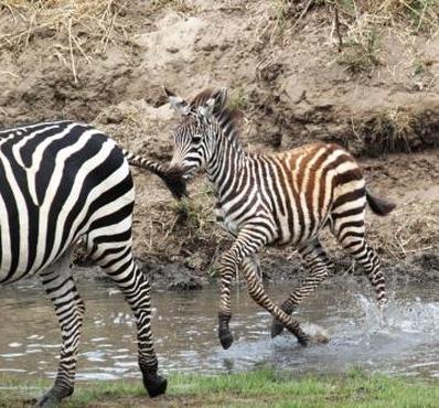 Zebra migration, Wild Nature Institute
