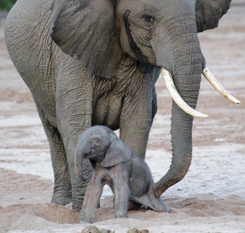 newborn baby African elephant, Wild Nature Institute