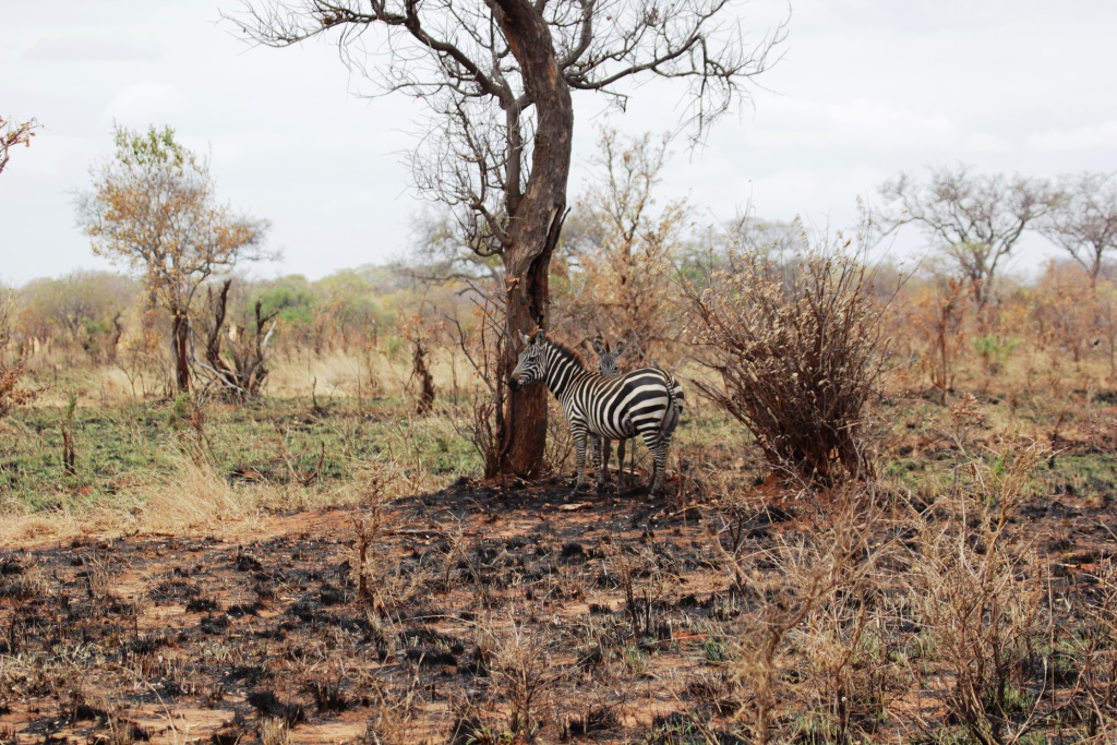 zebra in burned grass regrowth, Wild Nature Institute