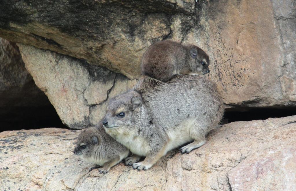mother and baby hyrax, Wild Nature Institute