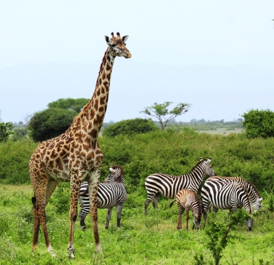 Masai giraffe & zebra, Wild Nature Institute