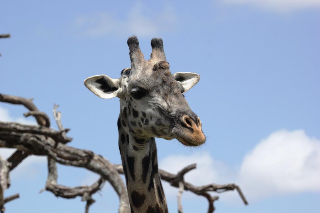 Masai giraffe, Wild Nature Institute