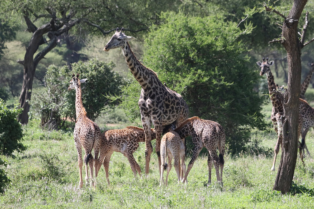 Picture of three calves nursing from a giraffe mother in Tarangire National Park. Copyright Wild Nature Institute.