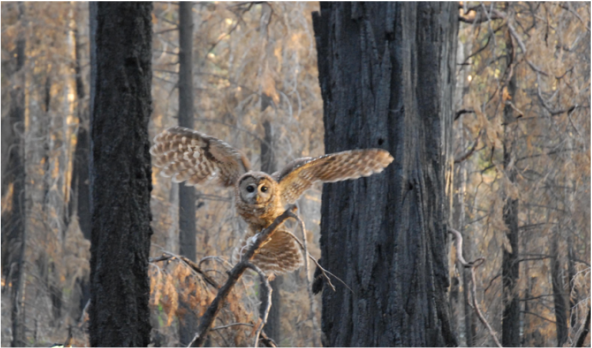 Picture of Female owl in burn. Photo by Rachel Fazio