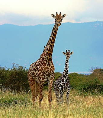 Picture of Masai giraffe mother and calf. These giraffes, along with all members of their species, are now officially listed as vulnerable to extinction by the IUCN. Photo by Derek Lee, Wild Nature Institute