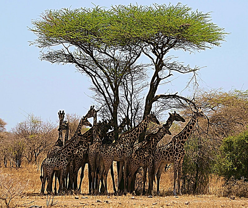 wildnatureinstitute.giraffes.shade