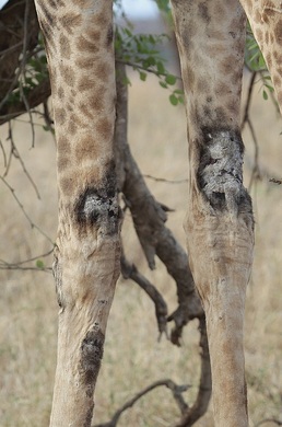 Picture of Lesions on giraffe forelimbs indicate giraffe skin disease. Wild Nature Institute