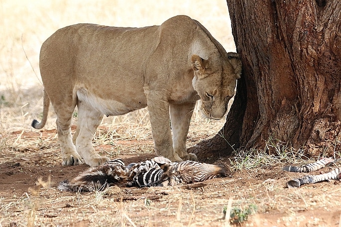 Picture of lioness with dead zebra foal. Wild Nature Institute.