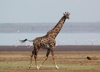 Wild Nature Institute_Giraffe at Lake Manyara National Park