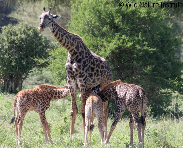 Picture of three calves nursing from a giraffe in Tarangire National Park, Tanzania. Copyright Wild Nature Institute.